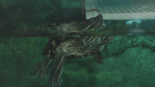 The aquatic turtle is captured from a creative low angle.This unique perspective shows the turtle's shell and underbelly.