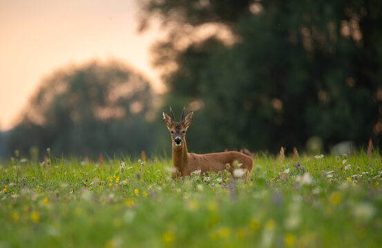 Curiosity