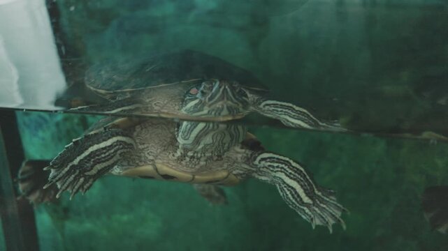 The aquatic reptile is shot from a low angle, showcasing the unique patterns on its shell and underbelly.