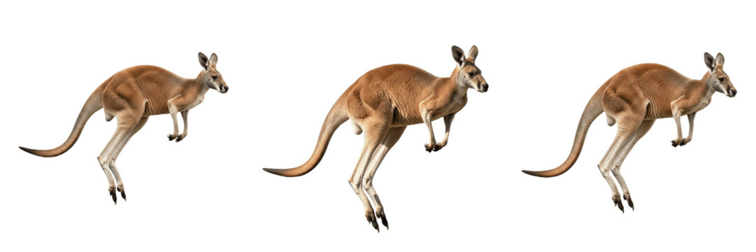 Red Kangaroo Jumping Action Pose Set Isolated on Pure White Background for Nature and Wildlife Design