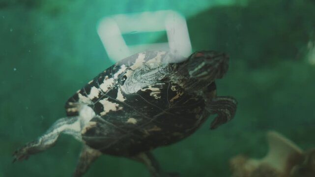 Yellow stripes decorate the skin of its neck.The water looks clear with a green blurry background.This active creature feels comfortable in its large tank.