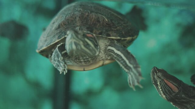 The bottom shell features dark symmetric spots.The webbed feet are spread wide for swimming.The aquarium background has a bright turquoise color.