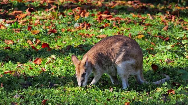 The agile wallaby, Macropus agilis also known as the sandy wallaby is a species of wallaby found in northern Australia and New Guinea.
