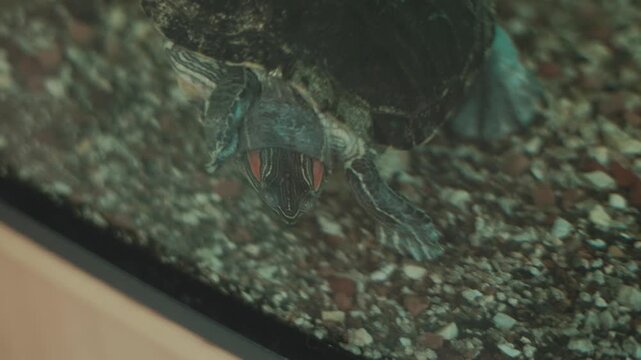 A red-eared slider turtle swims in the water.The turtle is inside a transparent glass aquarium.Its head is raised to the very surface.