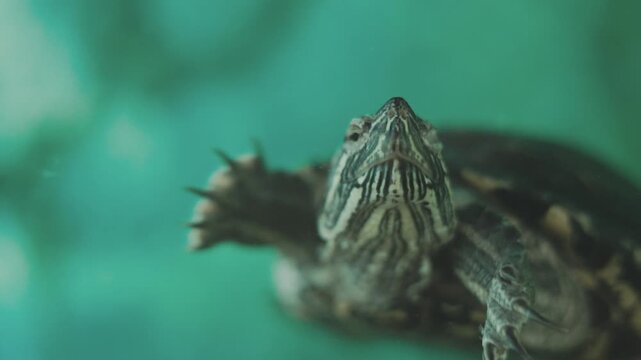A red-eared slider swims in clear water.The turtle has a distinctive red stripe.The green shell has yellow patterns.