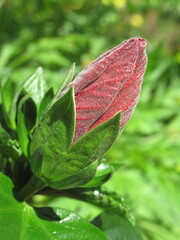 Zbliżenie na pączek kwiatowy hibiskusa © Kumulugma