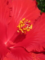 Zbliżenie na kwiat hibiskusa © Kumulugma