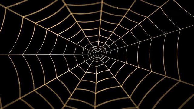 Golden Spider Web Forming with Elastic Motion on Black Background