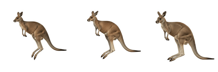 Set Of Three Australian Brown Kangaroo Animals Hopping And Standing Isolated On Plain White Background © AADi