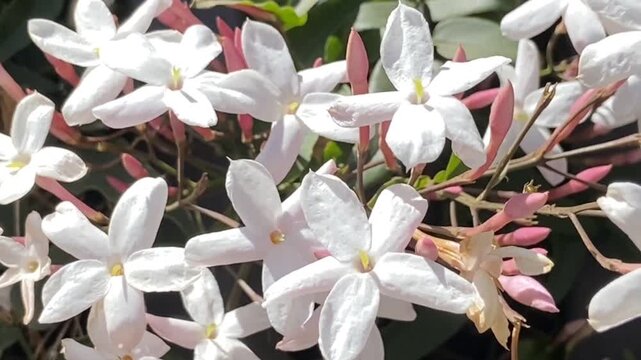Jasminum polyanthum or Multi-flowered jasmine in the garden close up,4K.