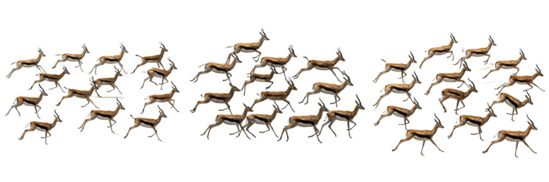 Set Of Three African Impala Antelope Herds Running At High Speed Isolated On White Background