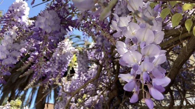 Wisteria sinensis or Glycine de Chine purple flowers in the garden close up,4K.