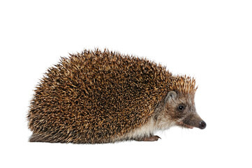 Hedgehog Erinaceus Europaeus against a white background © PhotoEdit