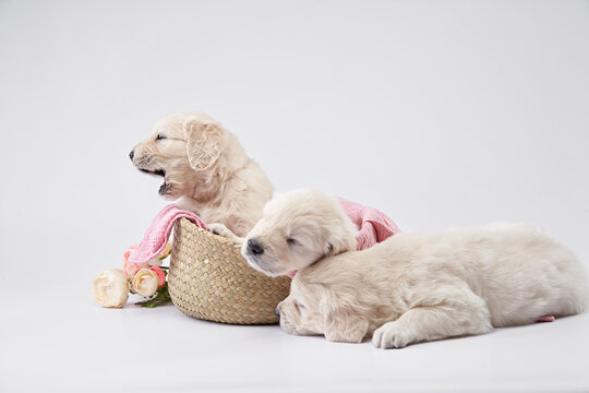 Two golden retriever puppies rest on a white surface next to a small basket and a soft pink toy. One puppy looks alert while the other lays down peacefully.