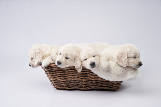 Several golden retriever puppies lie together inside a brown basket on a white background. Their sleepy expressions and fluffy bodies evoke calm and warmth.