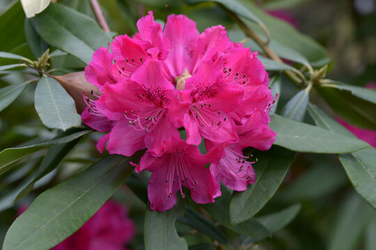 太陽　シャクナゲ