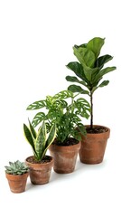 Fototapeta premium Collection of popular houseplants in terracotta pots isolated on white background for home decor and indoor gardening projects.