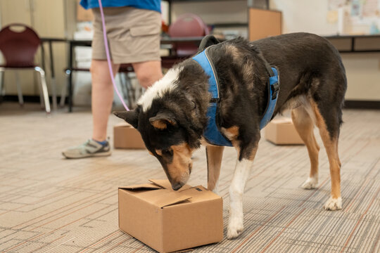 Smooth coated collie dog checking a box for an odor