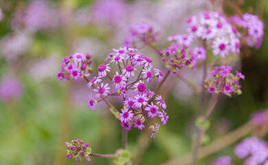 Obraz premium Flora of Gran Canaria - magenta flowers of Pericallis webbii, endemic to the island, natural floral background 