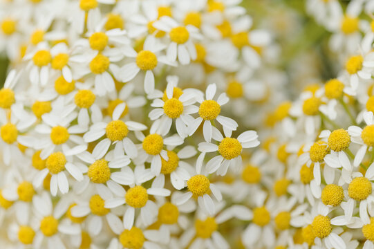 Flora of Gran Canaria -  Tanacetum ferulaceum, fennel-leaved tansy endemic to the island, natural macro floral background