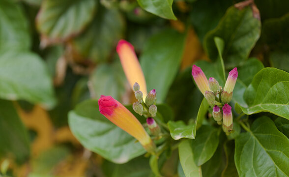 Amphilophium buccinatorium, Mexican Blood-Trumpet, Red Trumpet Vine, floral background