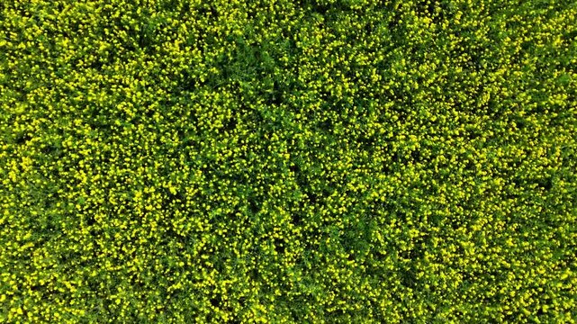 Aerial view of a field of bright yellow flowers on green stems nature landscape meadow