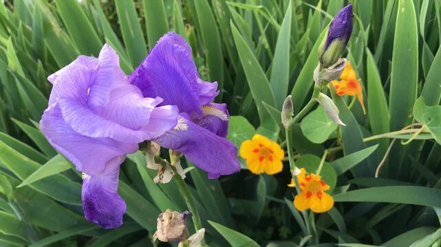 Premium Iris flower. Bearded Iris isolated. Iris germanica close up. Purple iris flower. Purple flower close-Up. Blooming Spring Nature.