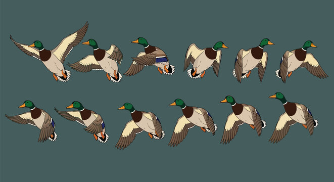 A sequence of mallard ducks in various flight poses against a muted background.