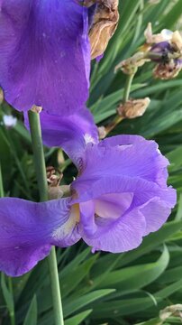 Premium Iris flower. Bearded Iris isolated. Iris germanica close up. Purple iris flower. Purple flower close-Up. Blooming Spring Nature.