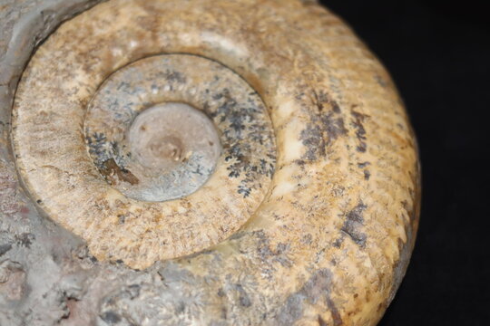 Close up of ammonite and snail fossil on a stone. Fossil background. Geology and archeology science and fossil. Textured fossil with pattern and trace. Fossil formation from France.