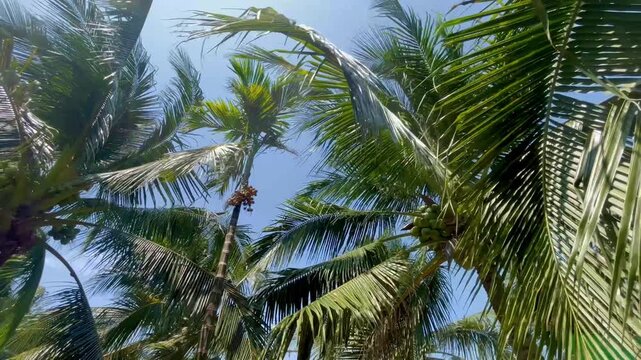 Tropical island coconut palm tree