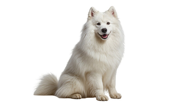 Isolated happy, fluffy white Samoyed dog sitting, looking at camera with a friendly smile.