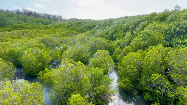 Mangrove forest landscape