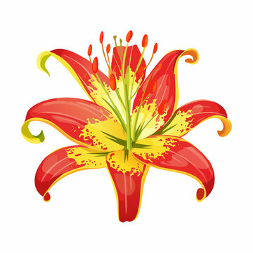 Vibrant Firefly Flame Lily (Gloriosa Superba) - Exotic Tropical Flower Illustration