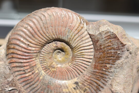 Close up of ammonite and snail fossil on a stone. Fossil background. Geology and archeology science and fossil. Textured fossil with pattern and trace. Fossil formation from France.