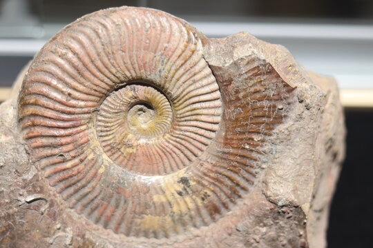 Close up of ammonite and snail fossil on a stone. Fossil background. Geology and archeology science and fossil. Textured fossil with pattern and trace. Fossil formation from France.
