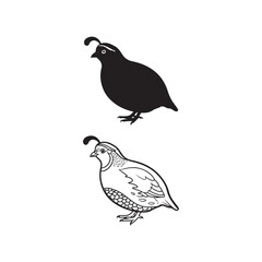 Fototapeta premium Black and white quail bird illustrations on white background