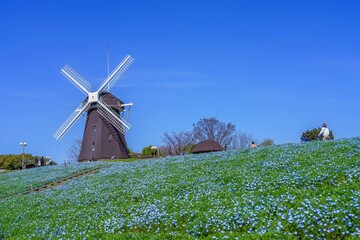 Fototapeta premium 青空と満開のネモフィラに囲まれたオランダ風車のある春の風景