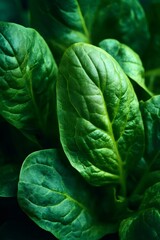 Fototapeta premium Close-up view of fresh spinach leaves with detailed textures and vein patterns. Lush green foliage symbolizing organic health