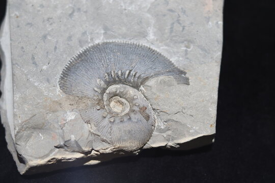 Close up of ammonite and snail fossil on a stone. Fossil background. Geology and archeology science and fossil. Textured fossil with pattern and trace. Fossil formation from France.