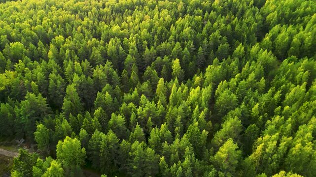 Aerial view of forest texture with camera tilting down. From 45 degree angle to top down view over pine trees. 4K.