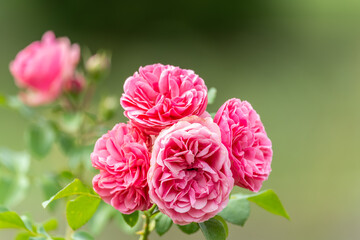 Fototapeta premium Close-up of a pink rose on green background