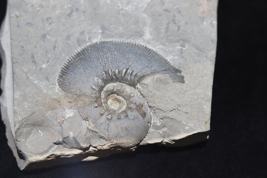Ammonite and snail fossil on a stone. Fossil background. Geology and archeology science and fossil. Textured fossil with pattern and trace. Fossil formation from France.