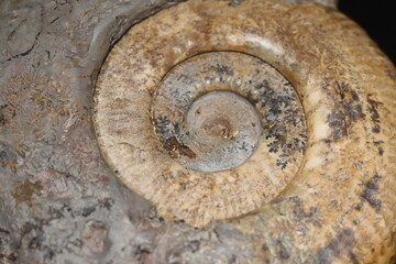 Close up of ammonite and snail fossil on a stone. Fossil background. Geology and archeology science and fossil. Textured fossil with pattern and trace. Fossil formation from France. © Martine
