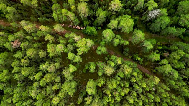 Top down view of a dense green pine forest with a small dirt road. 4K drone video of northern nature.