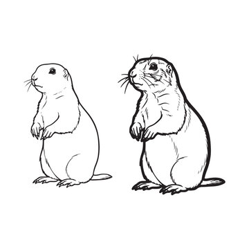 Two gophers standing on their hind legs isolated on white background