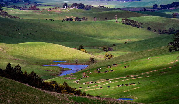 South Gippsland Hilly Farmland