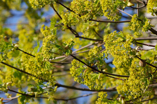 flowering maple branches in spring

