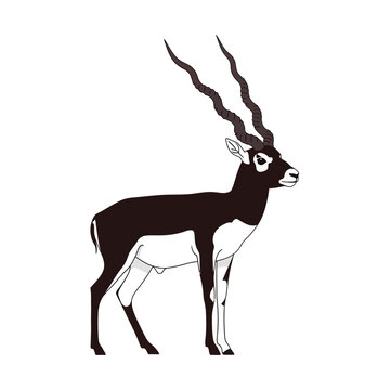 Stylized blackbuck antelope with distinctive spiraled horns, a captivating wildlife graphic for nature and animal themes, presented in a minimalist vector illustration