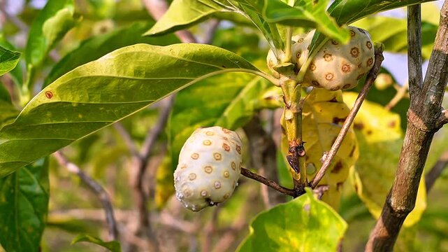 Fresh ripe raw noni fruit or Morinda citrifolia hanging on a tree branch. A natural source of antioxidants for herbal medicine and healthy lifestyle products in tropical agriculture